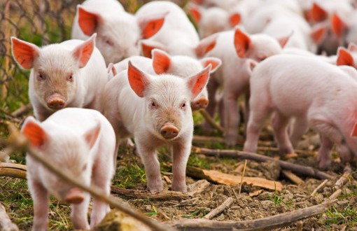"Дом" для свиноматок - проект свинофермы на 200 голов 