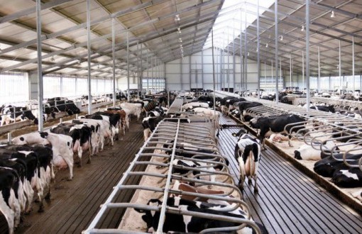 Строительство животноводческого комплекса по производству молока