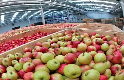 Плодохранилище для яблок на 200, 500, 1000 тонн