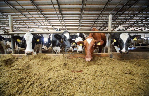 Как сделать сарай для коров с кормушками - подробная инструкция