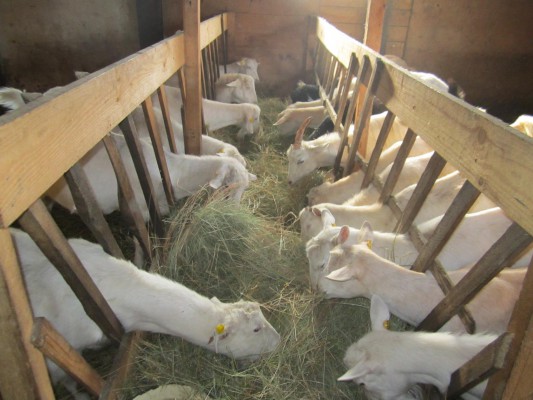деревянный сарай для коз