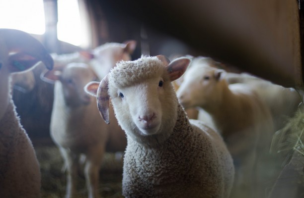 Овцы в овчарне